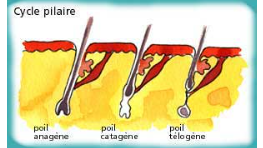 LES CYCLES PILAIRES