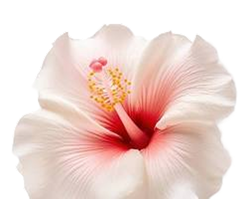 Hibiscus