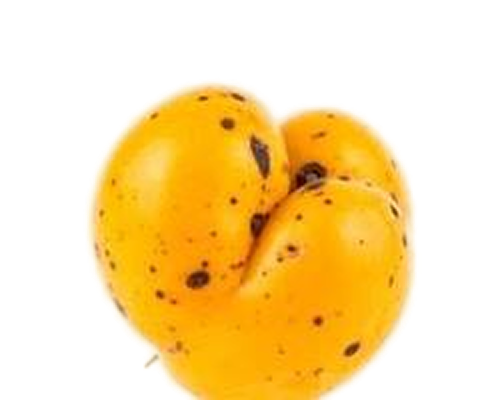 Ximenia