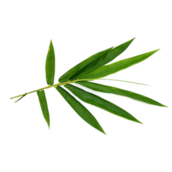 Bamboo