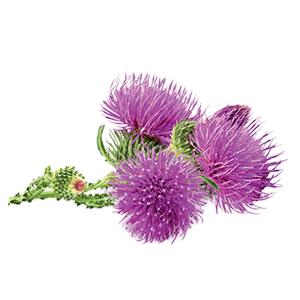 Organic Burdock