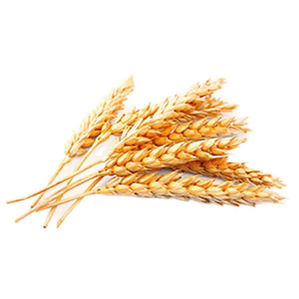Wheat