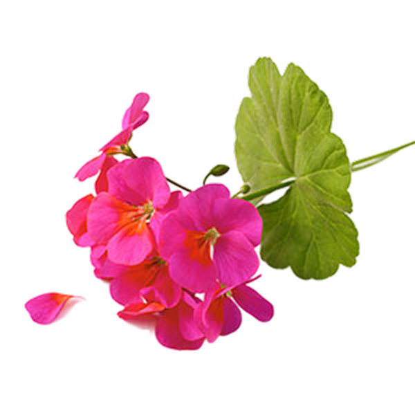 Geranium