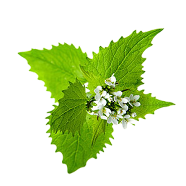 Organic White Dead-Nettle
