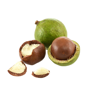 Macadamia