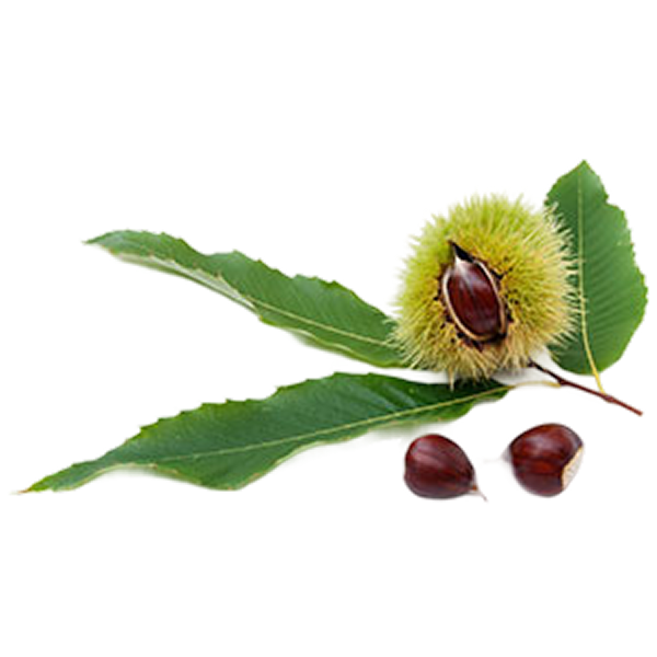 Chestnut tree