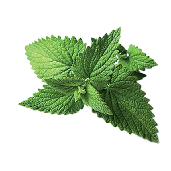 Mint