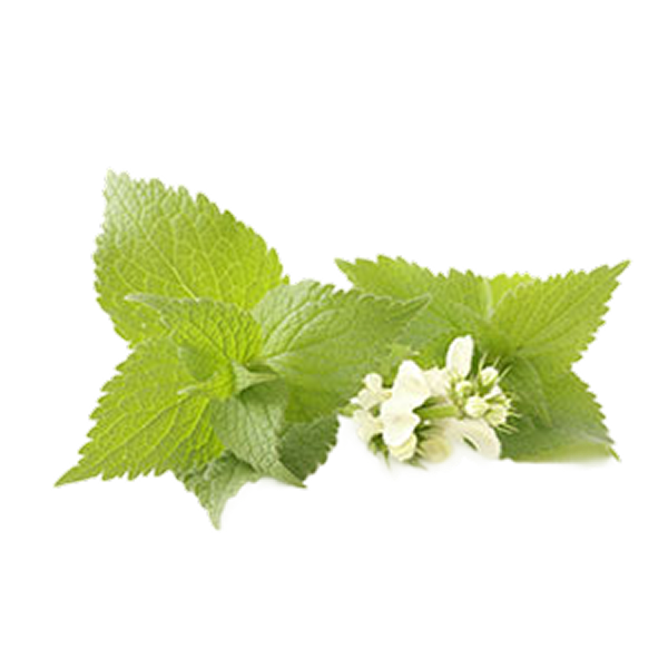 Organic White Dead Nettle