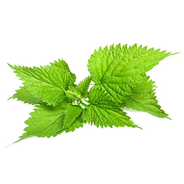 Stinging Nettle (Leaves)