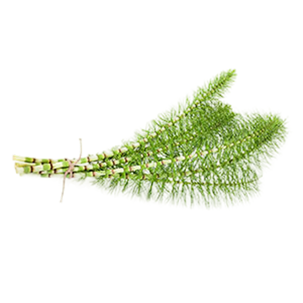 Horsetail (Aerial parts)