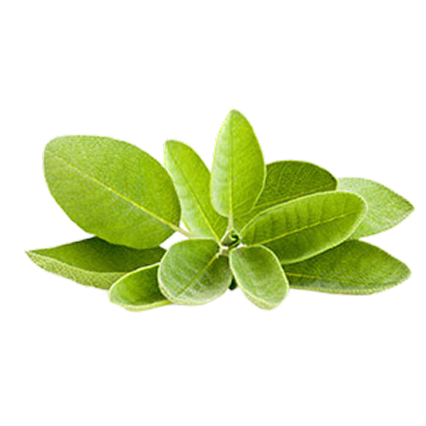 Sage