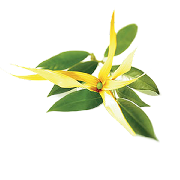 Ylang-Ylang