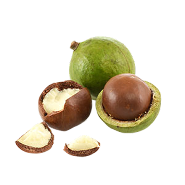 Macadamia