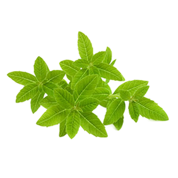 Verbena